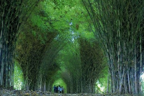 El Paraiso del Bambu y La Guadua El Paraiso del Bambu y La Guadua